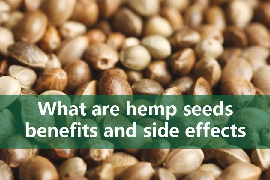 ¿Cuáles son los beneficios y efectos secundarios de las semillas de cáñamo? 3 hemp seeds benefits and side effects
